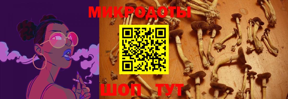 Псилоцибиновые грибы Cubensis Киров